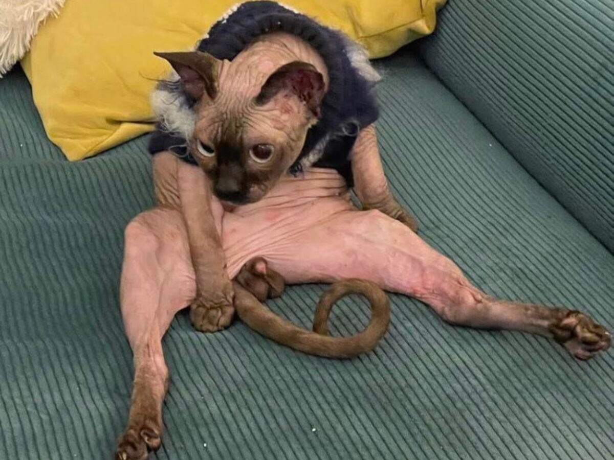 Original WRNKL cat